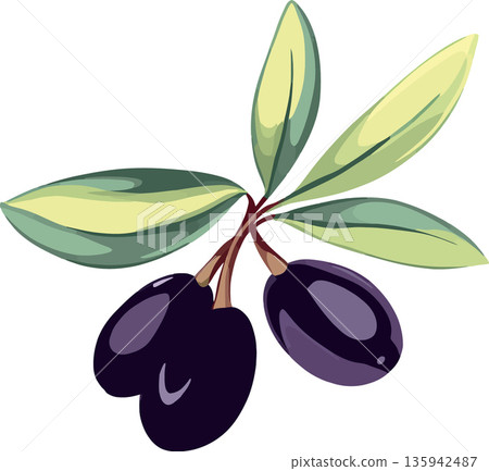 Two ripe black olives hanging on olive branch with green leaves 135942487