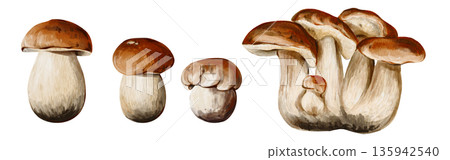 A set of aspen mushrooms. Many different mushrooms. Brown cap and white stem. Autumn forest harvest. Watercolor illustration isolated from the background. Hand-drawn. High quality illustration A set of aspen mushrooms. Many different mushrooms. Brown cap and white stem. Autumn forest harvest. Watercolor illustration isolated from the background. Hand-drawn. High quality illustration 135942540