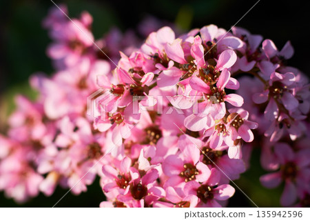 春日花園裡盛開的虎耳草花 135942596
