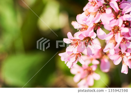 Saxifrage flowers blooming in a spring garden 135942598