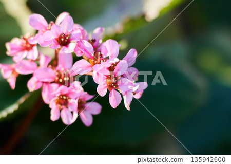 Saxifrage flowers blooming in a spring garden Saxifrage flowers blooming in a spring garden 135942600