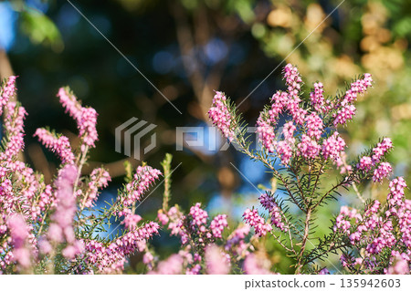 Erica carnea flowers blooming in the spring garden Erica carnea flowers blooming in the spring garden 135942603