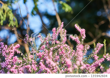 Erica carnea flowers blooming in the spring garden Erica carnea flowers blooming in the spring garden 135942604