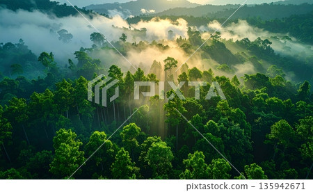 A serene sunrise illuminates the misty morning mountains and lush green forest trees under a soft blue sky for a breathtaking summer travel landscape view 135942671