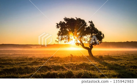 A colorful sunset and sunrise silhouette a lone tree in a Kenyan field under an orange sky with mist, clouds, and golden sunlight across the nature landscape at dawn A colorful sunset and sunrise silhouette a lone tree in a Kenyan field under an orange sky with mist, clouds, and golden sunlight across the nature landscape at dawn 135942983
