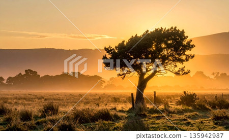 A colorful sunset and sunrise silhouette a lone tree in a Kenyan field under an orange sky with mist, clouds, and golden sunlight across the nature landscape at dawn A colorful sunset and sunrise silhouette a lone tree in a Kenyan field under an orange sky with mist, clouds, and golden sunlight across the nature landscape at dawn 135942987