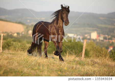 Friesian horse moving in sunset Friesian horse moving in sunset 135943034