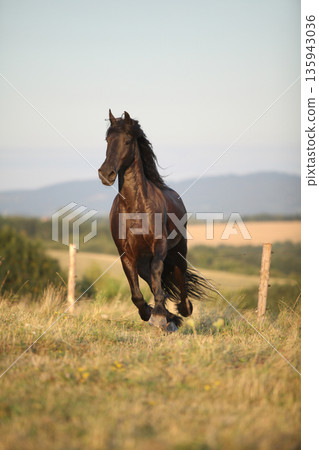 Friesian horse moving in sunset Friesian horse moving in sunset 135943036