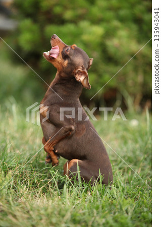 Prague Ratter in the grass Prague Ratter in the grass 135943041