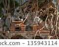 Bonsai tree roots growing over miniature ancient house ruin, Ficus roots entwining tiny brick hut sculpture garden 135943114