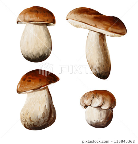 A set of forest mushrooms. Many different mushrooms. Brown cap and white stem. Autumn harvest. Watercolor illustration isolated from the background. Hand-drawn. High quality illustration 135943368