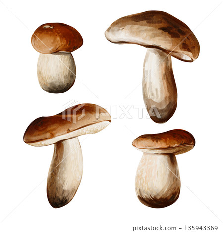A set of aspen mushrooms. Many different mushrooms. Brown cap and white stem. Autumn forest harvest. Watercolor illustration isolated from the background. Hand-drawn. High quality illustration A set of aspen mushrooms. Many different mushrooms. Brown cap and white stem. Autumn forest harvest. Watercolor illustration isolated from the background. Hand-drawn. High quality illustration 135943369