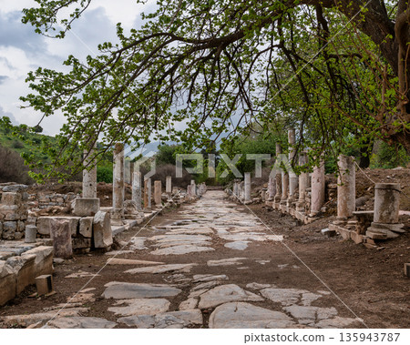Historic Roman street lined with ancient columns and green trees at the ruins of Ephesus, Izmir, Turkey 135943787