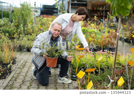 elderly man and woman buy a dogwood sapling at an open market elderly man and woman buy a dogwood sapling at an open market 135944123
