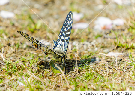 A swallowtail butterfly descends to the ground and spreads its wings A swallowtail butterfly descends to the ground and spreads its wings 135944226