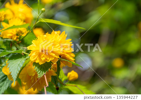 一朵美麗的重瓣山吹，有著鮮豔的黃色 135944227
