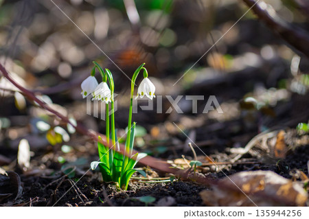 Early spring forest scene with blooming snowflake flowers Leucojum vernum. Delicate white bells growing on woodland floor with soft natural sunlight. 135944256
