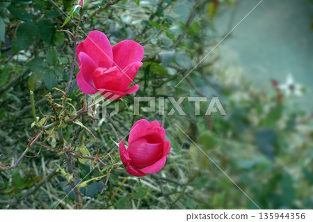 Pink roses blooming in the grass in the cold December winter wind Pink roses blooming in the grass in the cold December winter wind 135944356