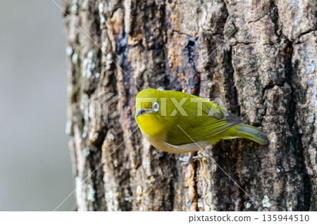 A Japanese white-eye perched on a tree trunk and gazing at me 135944510
