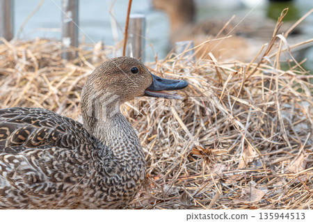 A female Northern Pintail duck opens her mouth on dead grass near the water A female Northern Pintail duck opens her mouth on dead grass near the water 135944513