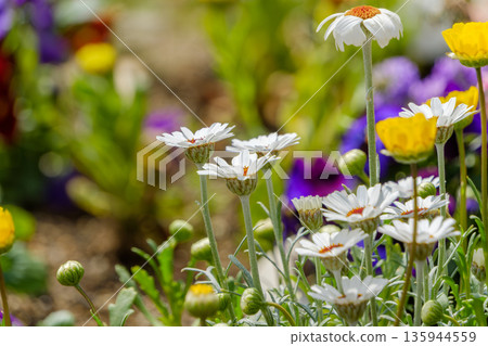 陽光下盛開的白色杜鵑花 135944559