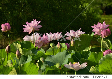 甲賀市綜合公園荷塘中盛開的男鹿荷花 135944719