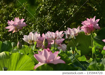 甲賀市綜合公園荷塘中盛開的男鹿荷花 135944720