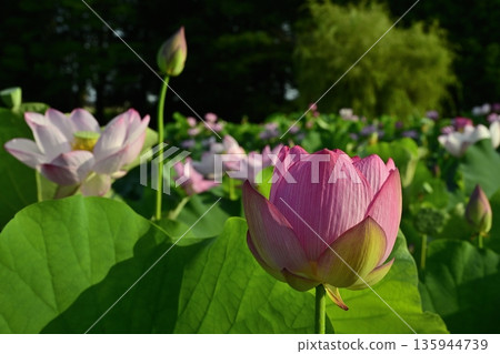 Oga lotus flowers blooming in the lotus pond at Koga City General Park Oga lotus flowers blooming in the lotus pond at Koga City General Park 135944739
