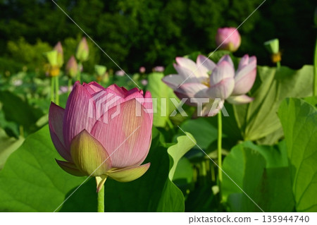 Oga lotus flowers blooming in the lotus pond at Koga City General Park 135944740