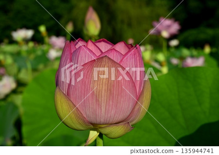 Oga lotus flowers blooming in the lotus pond at Koga City General Park Oga lotus flowers blooming in the lotus pond at Koga City General Park 135944741