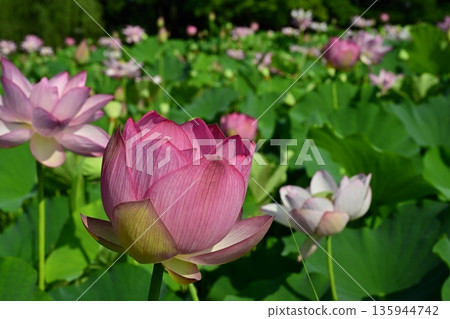Oga lotus flowers blooming in the lotus pond at Koga City General Park Oga lotus flowers blooming in the lotus pond at Koga City General Park 135944742