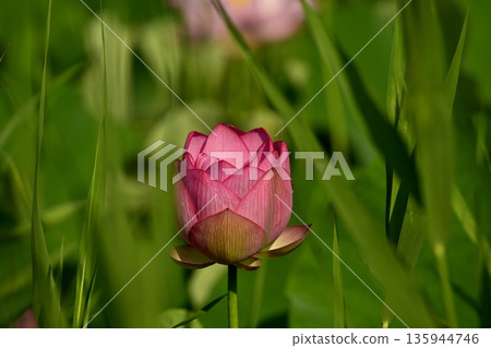 Oga lotus flowers blooming in the lotus pond at Koga City General Park 135944746