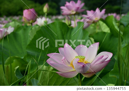 甲賀市綜合公園荷塘中盛開的男鹿荷花 135944755
