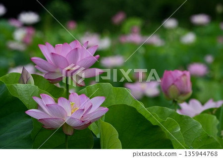 甲賀市綜合公園荷塘中盛開的男鹿荷花 135944768