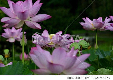 Oga lotus flowers blooming in the lotus pond at Koga City General Park 135944769