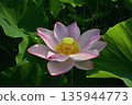 Oga lotus flowers blooming in the lotus pond at Koga City General Park 135944773