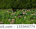 Oga lotus flowers blooming in the lotus pond at Koga City General Park 135944774