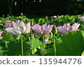 Oga lotus flowers blooming in the lotus pond at Koga City General Park 135944776
