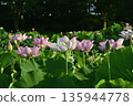 Oga lotus flowers blooming in the lotus pond at Koga City General Park 135944778