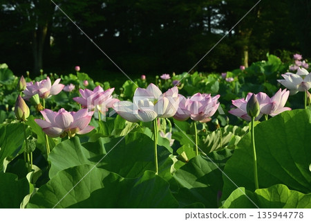 Oga lotus flowers blooming in the lotus pond at Koga City General Park Oga lotus flowers blooming in the lotus pond at Koga City General Park 135944778