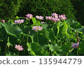 Oga lotus flowers blooming in the lotus pond at Koga City General Park 135944779