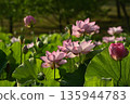 Oga lotus flowers blooming in the lotus pond at Koga City General Park 135944783