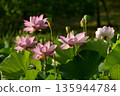 Oga lotus flowers blooming in the lotus pond at Koga City General Park 135944784