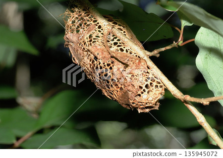 楠木繭（空繭） 135945072