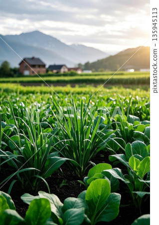 田园农场蔬菜种植景观 135945113