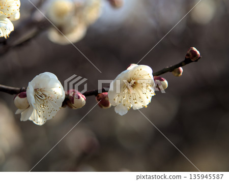 一月陽光燦爛的日子裡，白梅花「希羅南巴」競相綻放，美不勝收。 135945587