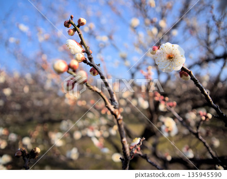 White plum blossoms "Shironamba" bloom beautifully on a sunny January day White plum blossoms "Shironamba" bloom beautifully on a sunny January day 135945590