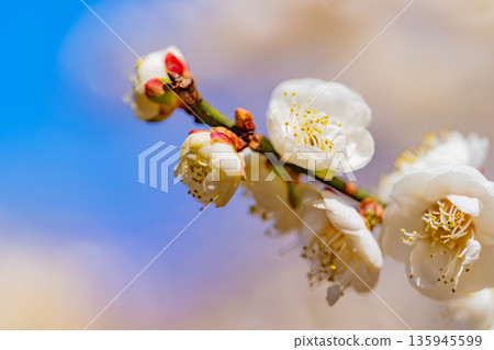 Upflower of white plum Upflower of white plum 135945599