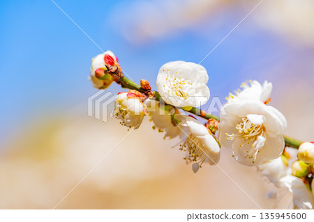白色李子Upflower 135945600