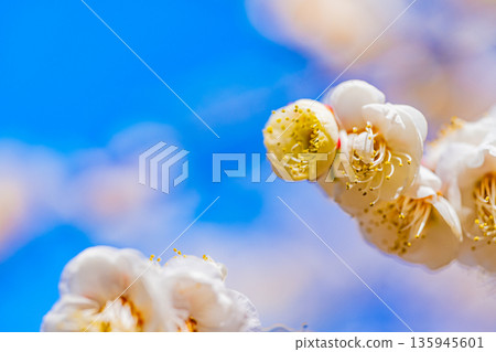 白色李子Upflower 白色李子Upflower 135945601